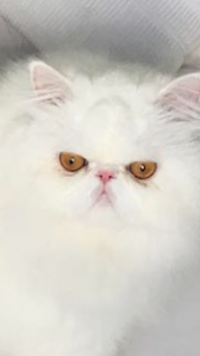Создать мем Кот
