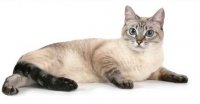 Создать мем Котэ