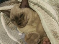 Создать мем Котэ
