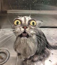 Создать мем Котик охуеватель