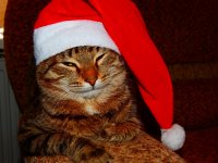 Создать мем Котик тигр