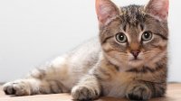 Создать мем Котика