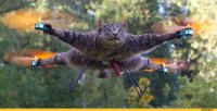 Создать мем Котокоптер