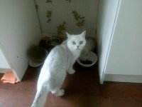 Создать мем Котя не знает кто ты