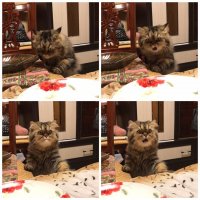 Создать мем Не понял