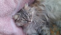Создать мем Ну что еды принес