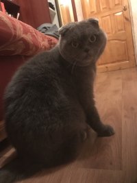 Создать мем Охуевший кот