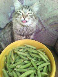 Создать мем Pea cat