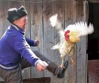 Создать мем Петух