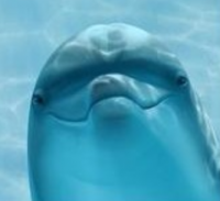 Создать мем Подозрительный дельфин