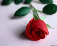 Создать мем Роза