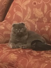 Создать мем Серьезный кот