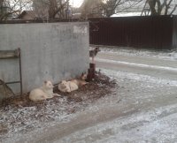 Создать мем Собачки
