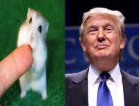 Создать мем Тонька и Трамп