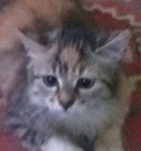 Создать мем Упью Шкотина