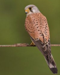 Создать мем Yastreb