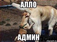 алло админ