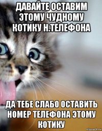 давайте оставим этому чудному котику н.телефона да тебе слабо оставить номер телефона этому котику