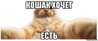 кошак хочет есть