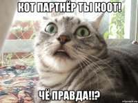 кот партнёр ты коот! чё правда!!?