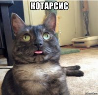 котарсис 