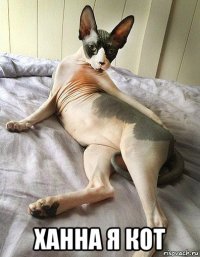  ханна я кот