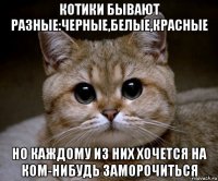 котики бывают разные:черные,белые,красные но каждому из них хочется на ком-нибудь заморочиться