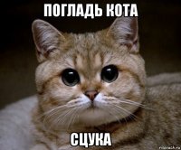 погладь кота сцука