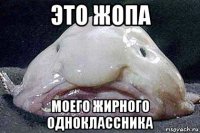 это жопа моего жирного одноклассника