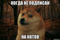 когда не подписан на котов