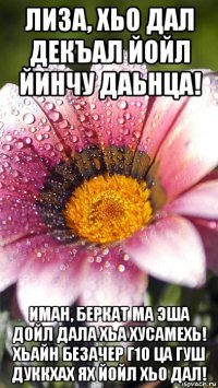 лиза, хьо дал декъал йойл йинчу даьнца! иман, беркат ма эша дойл дала хьа хусамехь! хьайн безачер г1о ца гуш дуккхах ях йойл хьо дал!