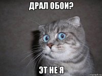 драл обои? эт не я