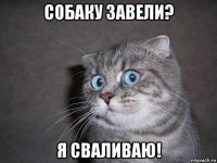 собаку завели? я сваливаю!