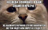 хозяева зпомните я вам зкажу я кратче ! не абежайте котиков это же окончится же тем уйдёт или умрет в 3 года !!