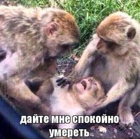 Создать мем Дайте умереть