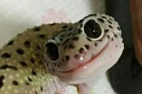 Создать мем Ggg