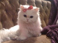 Создать мем Кошечка Мур мур
