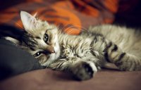 Создать мем Кот спит