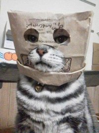 Создать мем Кот