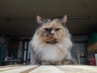 Создать мем Котэ
