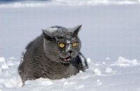 Создать мем Котэ