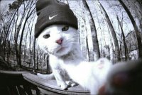 Создать мем Котэ