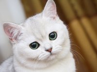 Создать мем Котик