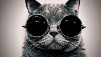 Создать мем Котик