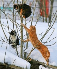 Создать мем Коты2