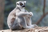 Создать мем Lemur