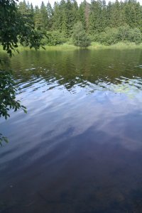 Создать мем Лесок