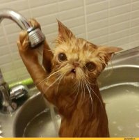 Создать мем Мойка  котэ