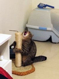 ааааааааа , Мем Орущий кот