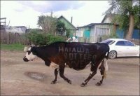Создать мем Послание Наташе на корове